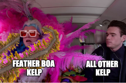 Brown #algae lab today. Macrocystis is trying real hard, but still think this meme says it all. #phycologyfriday