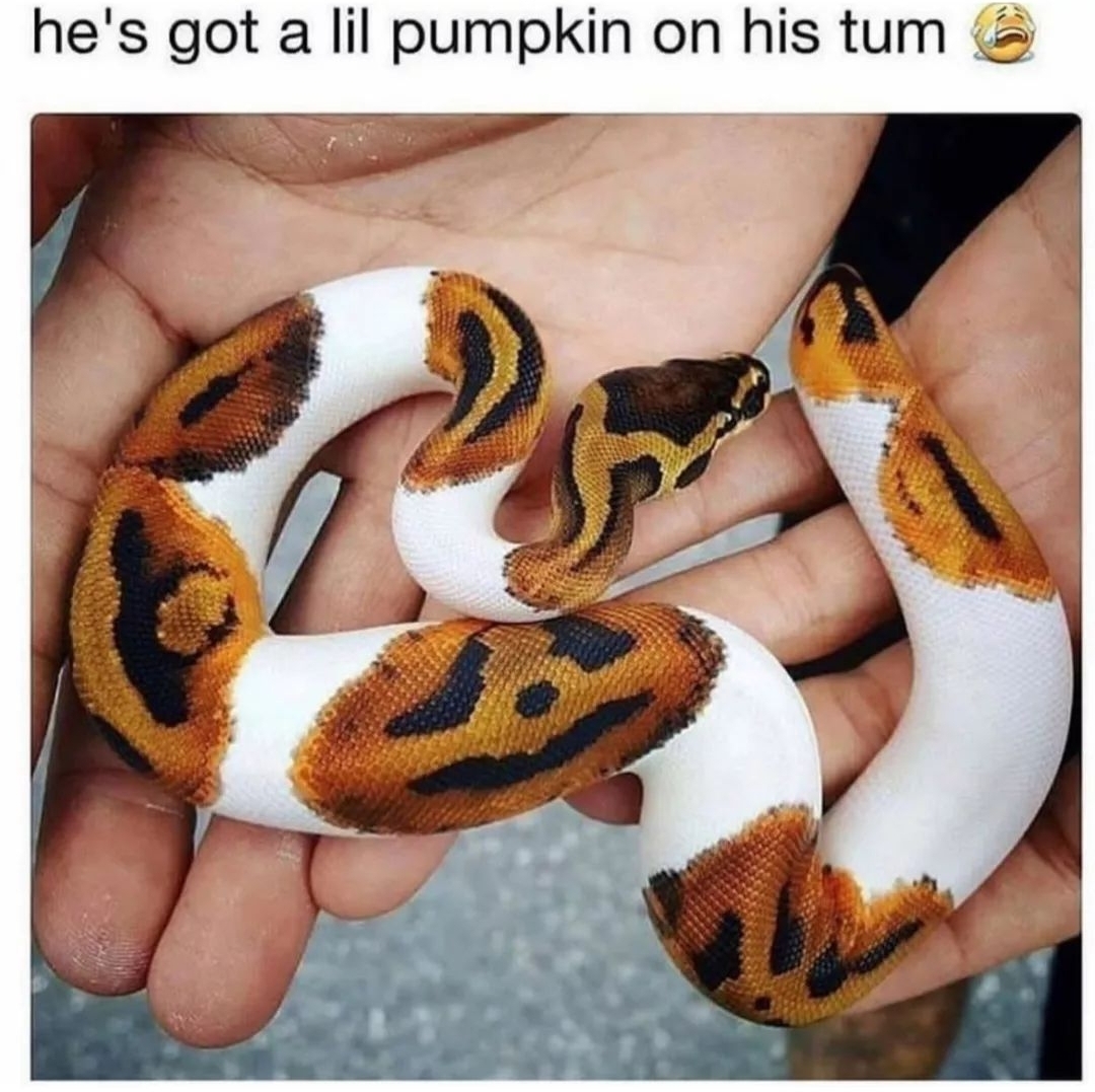 SpiralDirect's tweet image. It&apos;s #Halloween everyday for this #PiebaldBallPython! 🧡🖤