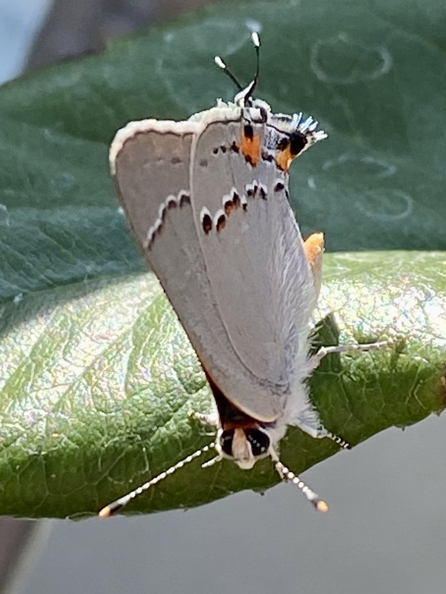 megsquitophd's tweet photo. It’s hard not to love a Gray Hairstreak… They’re everywhere in my garden right now! #buglove #entoAF #pollinators https://t.co/GPLvkSzgJy