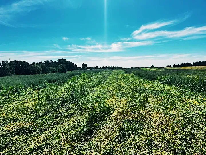 International Hemp tweet media