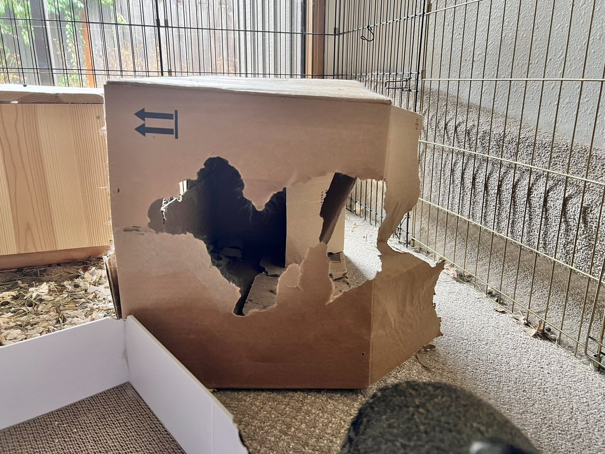clammyheart's tweet photo. my rabbits chewed a big hole in this cardboard box and it looks like a fucking rabbit??? i’m charging $1,000 for people to come look at it and be blessed https://t.co/dhP1jMX07l