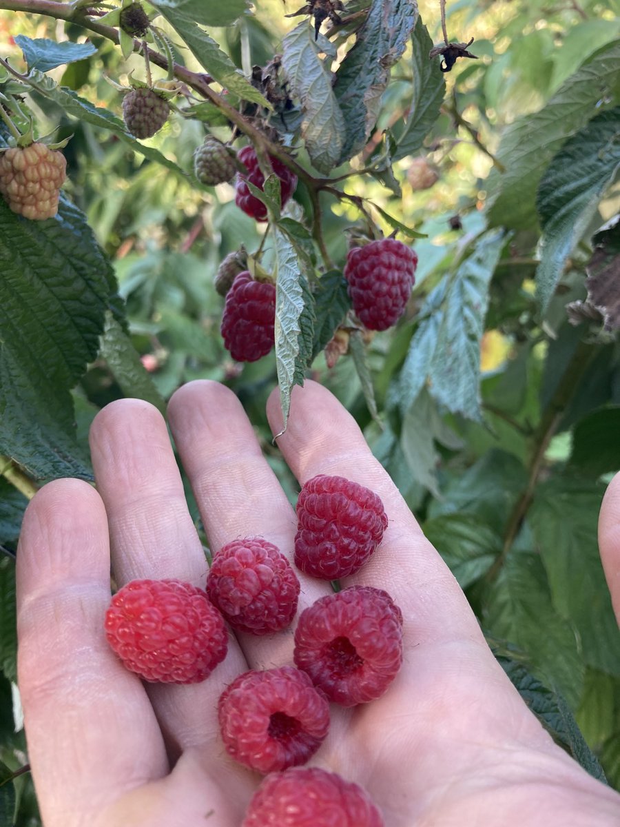 Raspberries are at their peak everyone! Time to come pick!