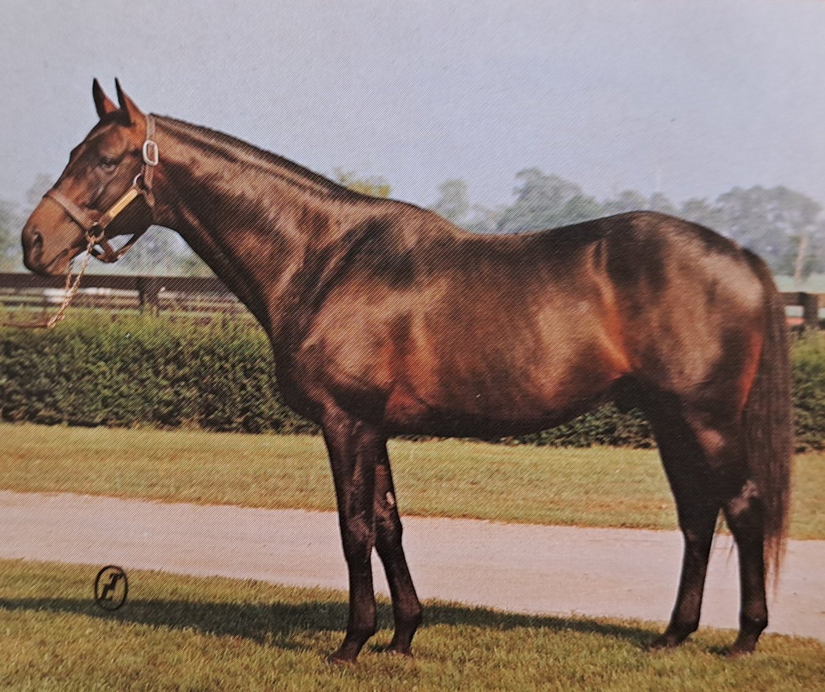 🎂SHAM was foaled on this day in 1970 at @ClaiborneFarm.
◾️ Pretense - Sequoia, by Princequillo🇮🇪
◾️ Claiborne-bred sold to Sigmund & Viola Sommer
◾️ G1 Santa Anita Derby winner
◾️ #KentuckyDerby and #Preakness runner-up to Secretariat