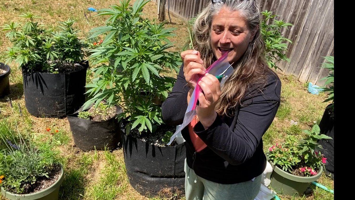 How to save your leaves for Canopyright with our CCO Lelehnia DuBois youtu.be/qmAVTNM09fQ #canopyright