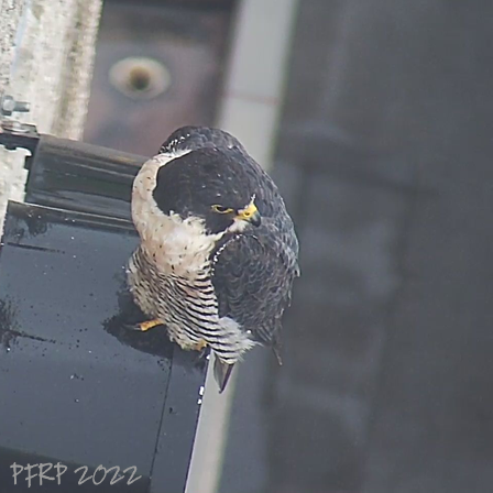 mbperegrines's tweet photo. Radisson - really wasn't expecting to find a bird in the rain today, usually they tuck down in dry spots and wait it out. So as I scanned around, I almost mist Ella (I believe) parked on the south end of the west side Radisson sign. 
#mbfalcons https://t.co/8CRiNVr2Si