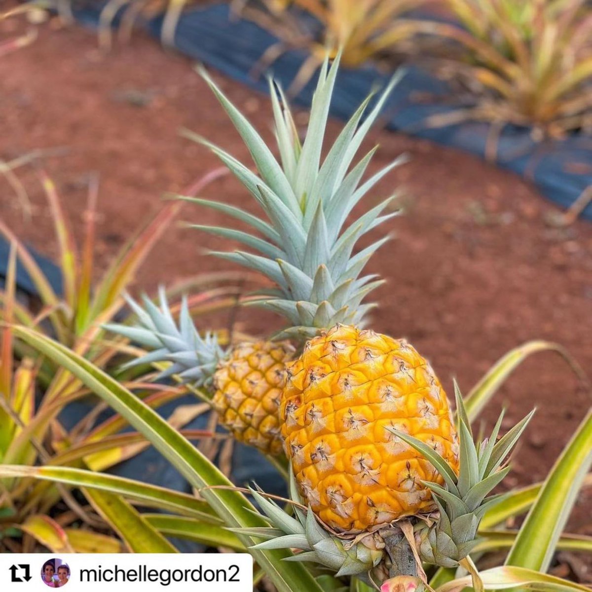 Dole Plantation tweet media
