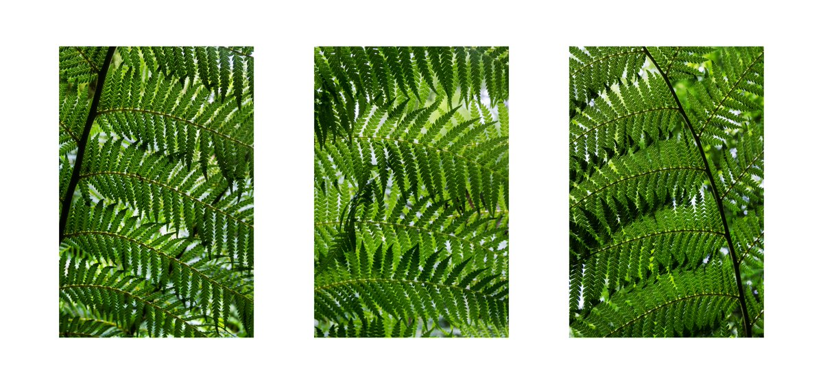 GM Folks and happy #tezAus day!

I've just minted this triptych nft - the first of mine on the #tezos blockchain - to celebrate the amazing event on <a href="/objktcom/">objkt</a>.

My image shows the fronds of tree ferns which grow all over the islands of Australia, New Zealand and Tasmania!

🧵