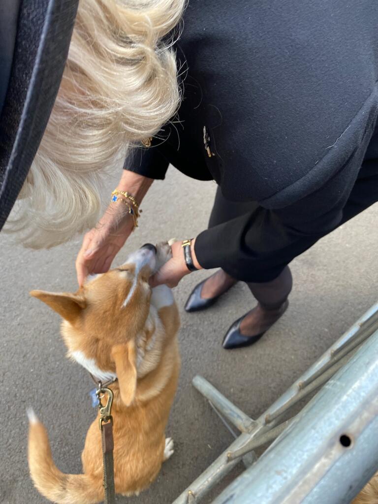 The late Queen loved corgis, so does Camilla, Queen Consort. She's pictured shaking hands with Gelert, the corgi, outside Llandaff Cathedral in Cardiff, Wales. Owner Charlotte Halliday, 25, was stoked. @dailytelegraph