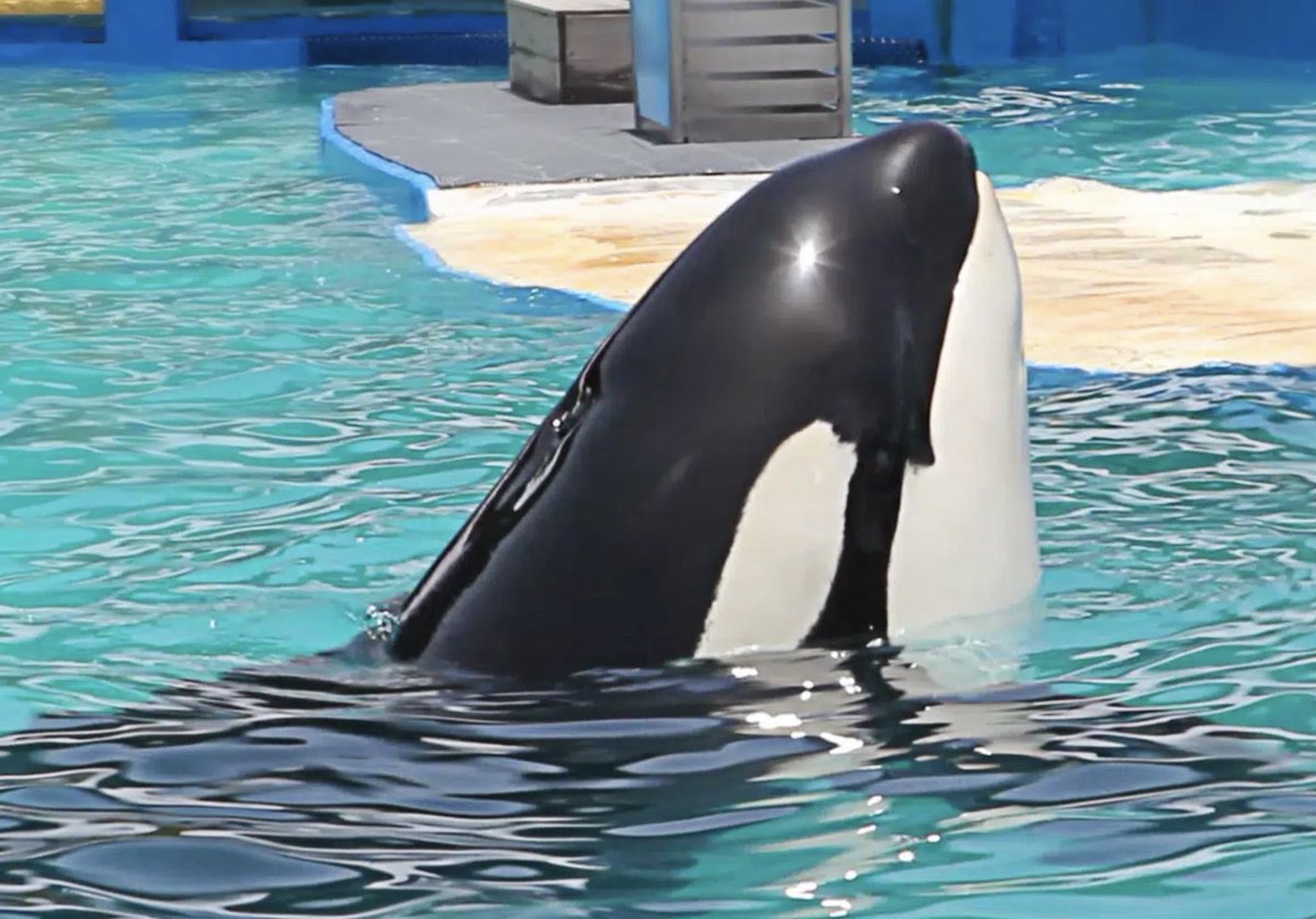 FreeCaptiveOrca's tweet photo. #FREELOLITA ππ€
Toki knows who she is and has retained her cultural traditions. Cultural learning and identity as family members are deeply engrained in orcas.
https://t.co/9KLRiP750c
#TokiArmy
@MayorDaniella @RaquelRegalado @mireyamayor https://t.co/cagW7ZydKs