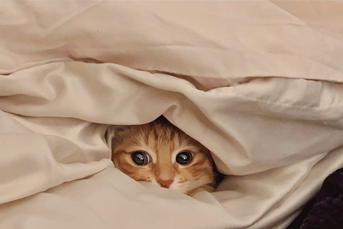 gilaneh_'s tweet photo. look at my cat ✨ https://t.co/AqxLqsarIF