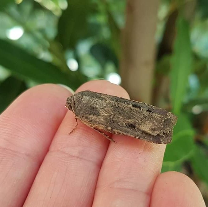 So excited! #MothTracker is live &amp; now is the time to start watch for our amazing endangered Bogong Moth! They are only 2.5 cm long &amp; weigh less than a gram, but migrate 1000 km! Think you've seen one? Take a quick pic &amp; log it here:
swifft.net.au/mothtracker/
<a href="/ZoosVictoria/">Zoos Victoria</a>