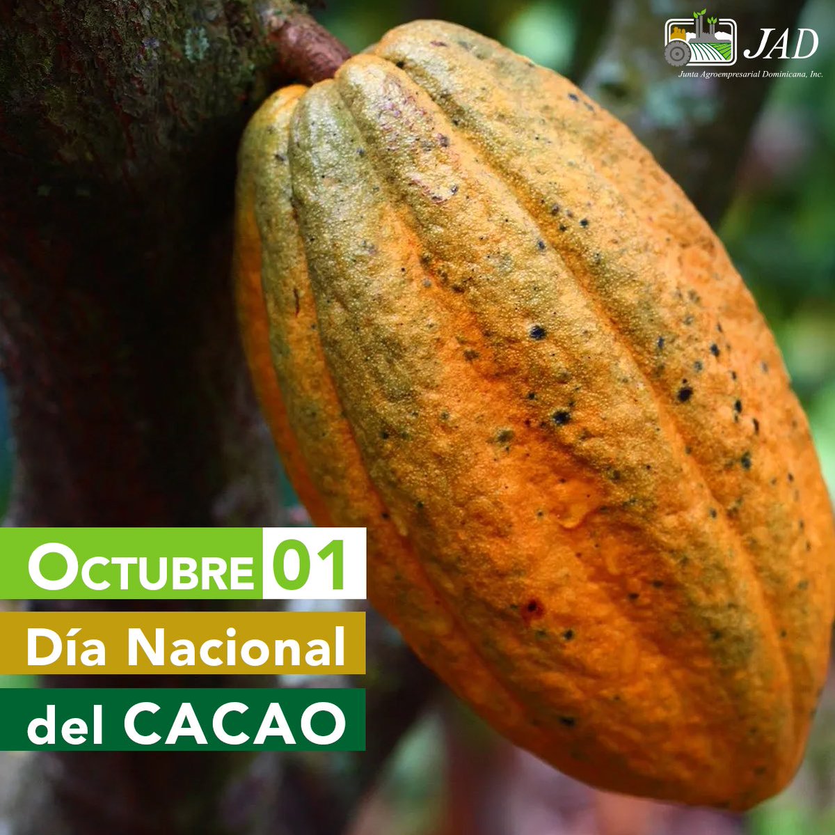 jad_agroempresa's tweet photo. #JADFelicita a todos nuestros socios cacaocultores en el día nacional del Cacao, un cultivo clave en nuestro país para los mercados internacionales. 

El cacao es el ingrediente principal del chocolate en sus diferentes presentaciones.

#DíaNacionalDelCacao https://t.co/Q03jSnYlmn