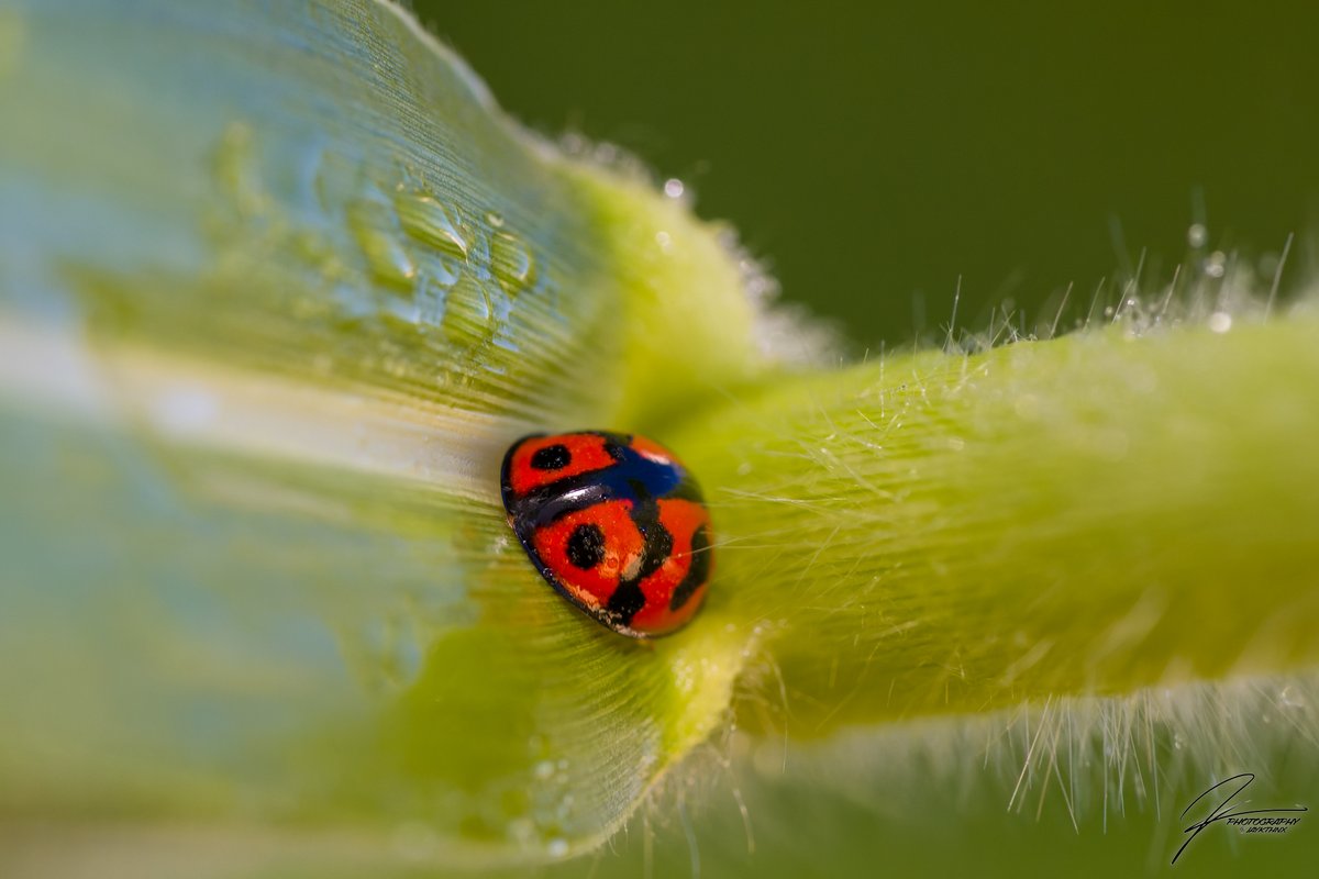 'Safe Spot'
Full Spectrum Sony A6600, SEL90M28G, 1/160 at 6.3, ISO 3200, TTL Flash
#macro #macrophotography #Ladybug #Dewdrop #SonyAlpha #a6600 #handheldphotography #NaturePhotography #PicOfTheDay #写真好きな人と繋がりたい