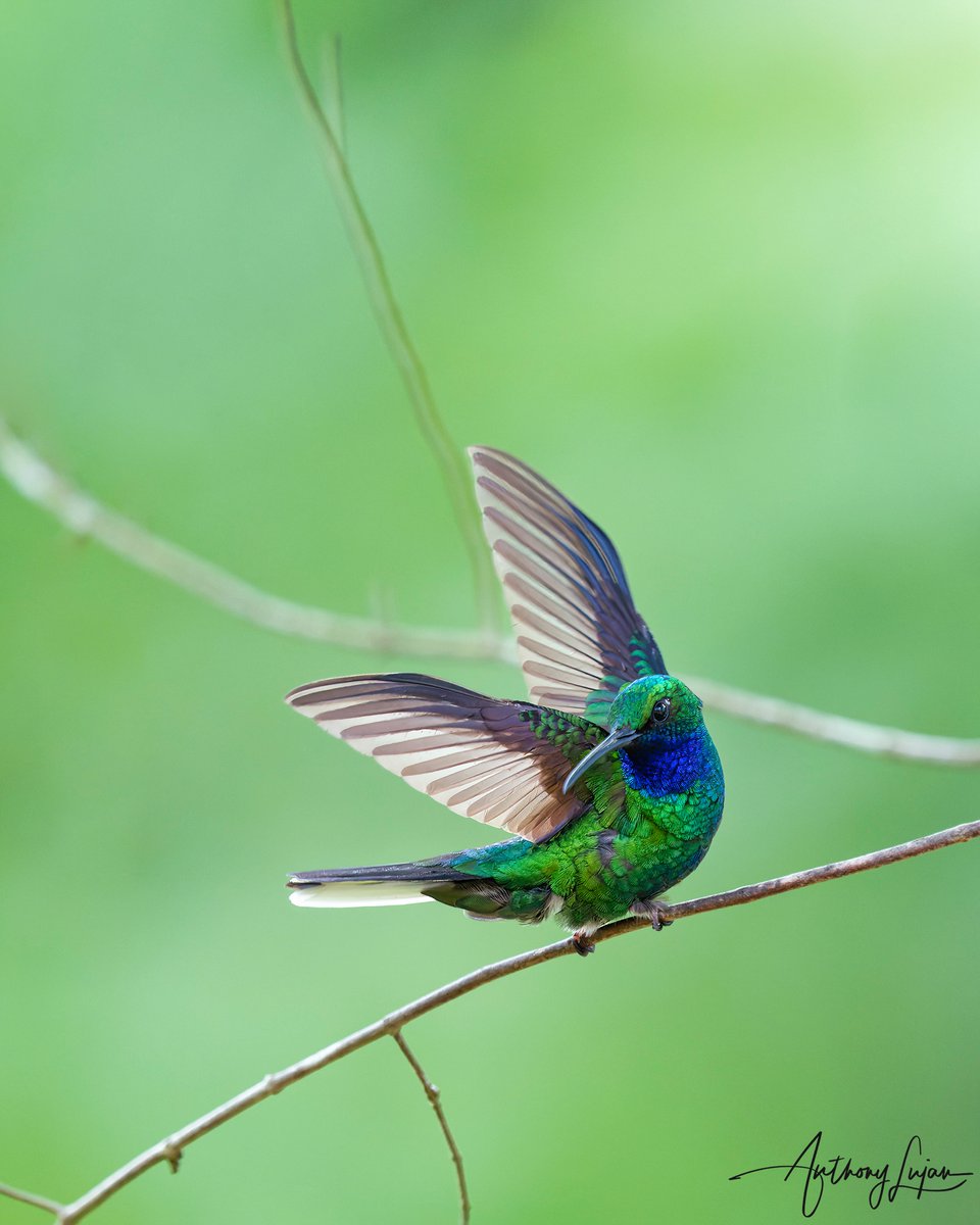 anthonylujan's tweet photo. This White-tailed Sabrewing was putting on a show! And I adored every frame!
Tobago
Sony A1 - Sony 600mm
#WhitetailedSabrewing #Sabrewing #NearThreatened #Redlist #birdingTrinbago #birdsoftrinidadandtobago #hummingbird #nuts_about_birds #earthcapture #nature #hummingbirdsof... https://t.co/7SZwI0gJpy
