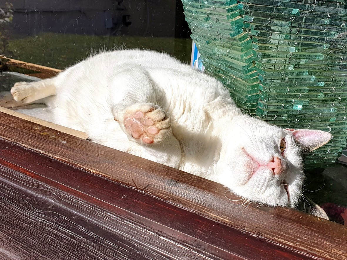 After all the rain yesterday, Bounty is making the most of the sunshine today here <a href="/OldDairyFarmNN7/">Old Dairy Farm NN7</a>. 
#CatsOfTwitter #catsatwork #hayrack20