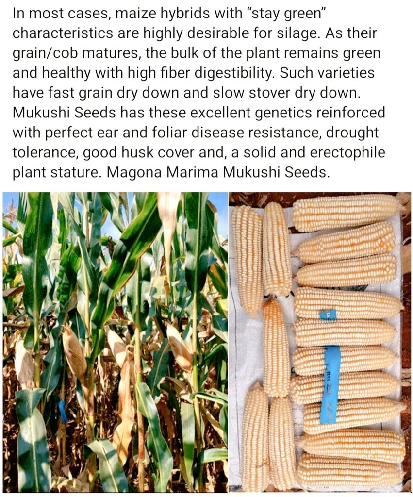 Mukushi Seeds has the maize varieties you need!!!