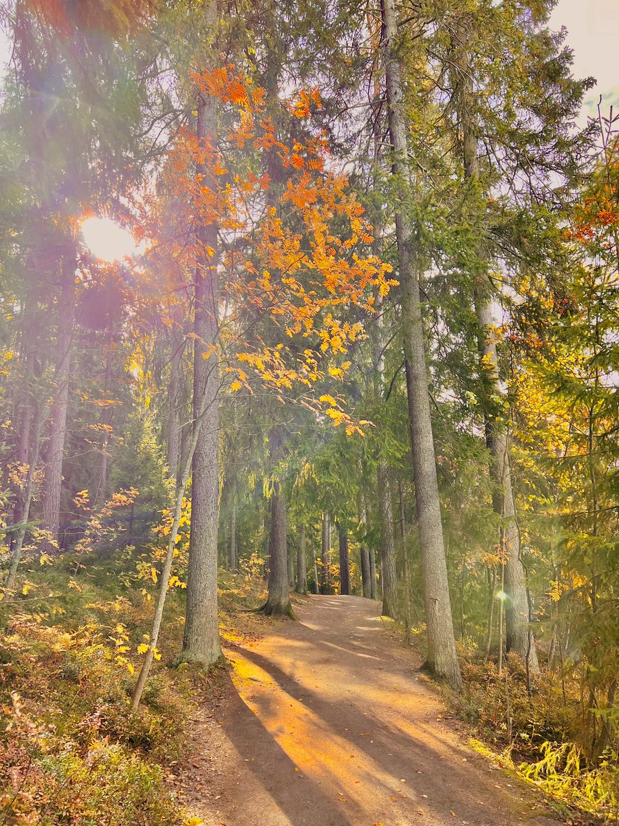 JoakimInnila's tweet photo. Se #syksy’n suloinen laita.🍁 

#syysluonto #luonto #myhelsinki #helsinki #urbaaniluonto #meri #kallvik #vuosaari #rastila #luontokävely https://t.co/2LfRvBxOPu