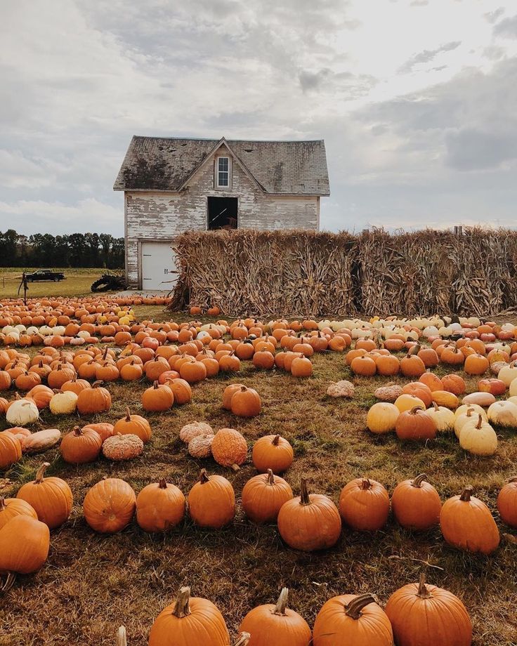 24 days until Halloween!
Are you ready?
🎃🍂🎃☕️🎃👻🎃🦇🎃🍂🎃
#Halloween #Halloween2022 #Autumn
