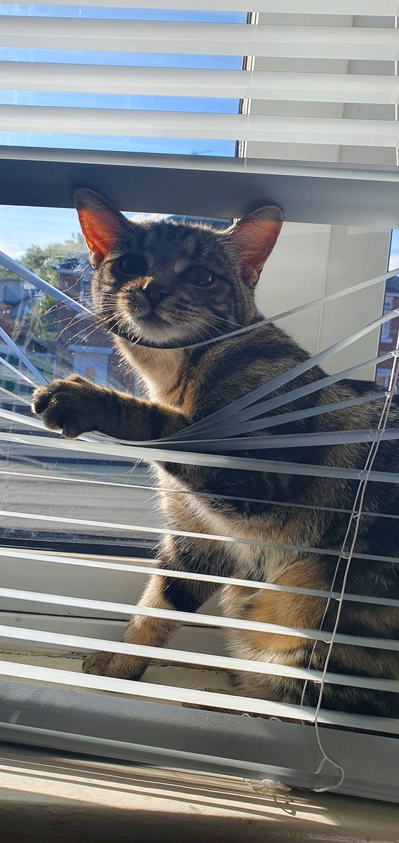 Em @Verbal Diorama: A Film History Podcast tweet media