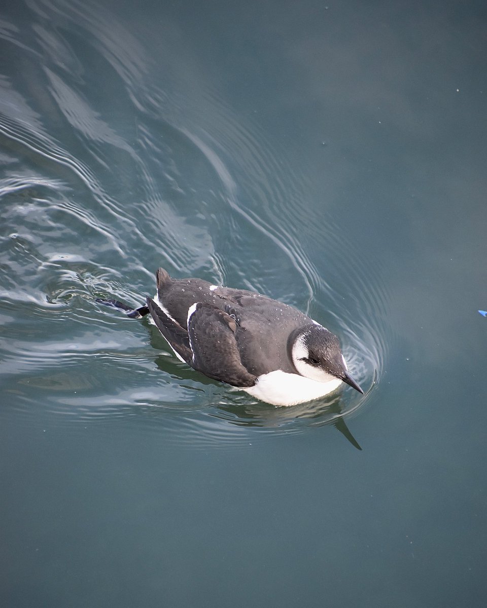 Guillemot spotted in Brixham, Devon, UK during a recent trip #birds #birdphotography #birdwatching #twitternaturecommunity #birdsseenin2022