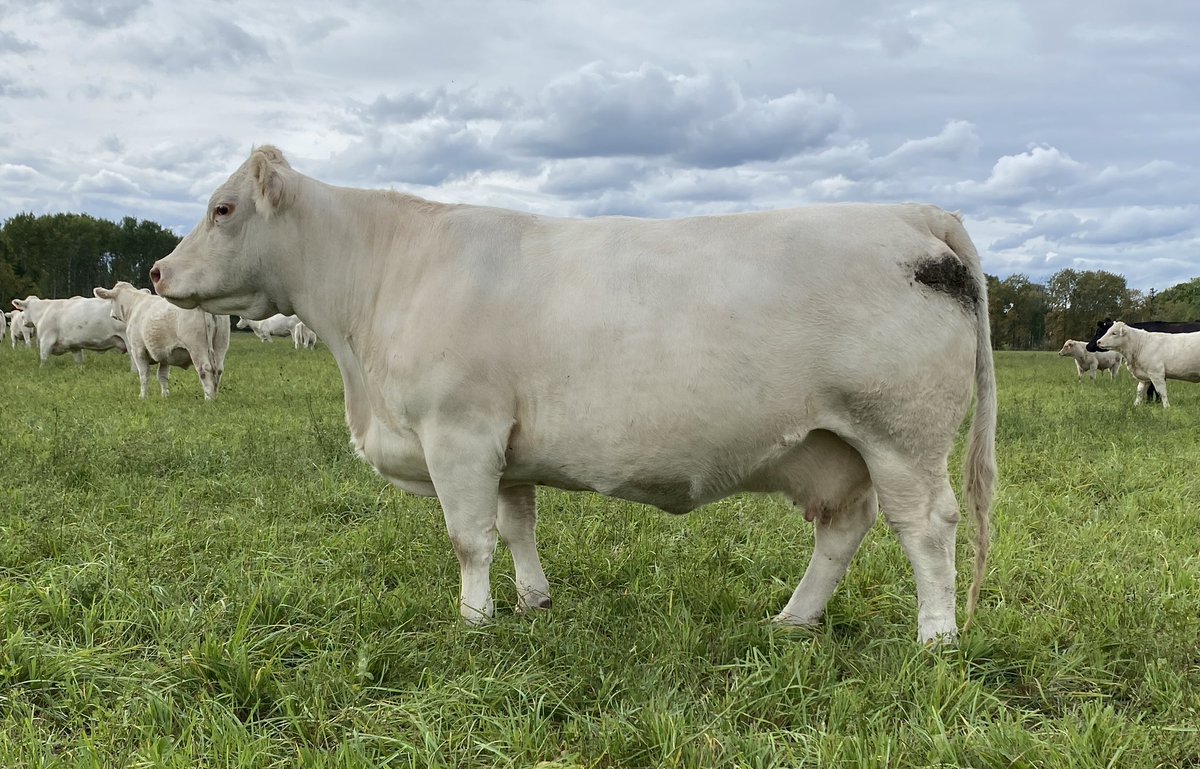 Potter Charolais (@pottercharolais) on Twitter photo Lot 41 <a href="/FallFeature/">Fall Feature Charolais Female Sale</a> Oct 15 at Hoards Station and liveauctions.tv.
Sweet daughter of one of our foundation females X Galveston.
<a href="/HelenBurgomast1/">Helen Burgomaster</a> this is out of Sharodon Charmed. That cow always has a good one.
<a href="/CharolaisBanner/">Helge By</a> <a href="/OnCharolais/">Ontario Charolais</a> Lot 41 <a href="/FallFeature/">Fall Feature Charolais Female Sale</a> Oct 15 at Hoards Station and liveauctions.tv.
Sweet daughter of one of our foundation females X Galveston.
<a href="/HelenBurgomast1/">Helen Burgomaster</a> this is out of Sharodon Charmed. That cow always has a good one.
<a href="/CharolaisBanner/">Helge By</a> <a href="/OnCharolais/">Ontario Charolais</a>