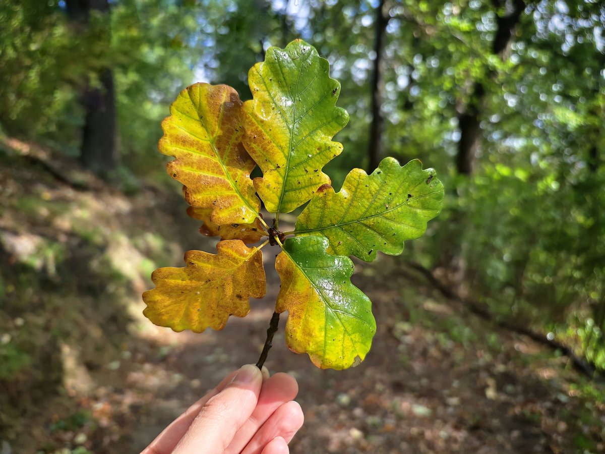 #Herbstfarben. So schön. 🙂🍂