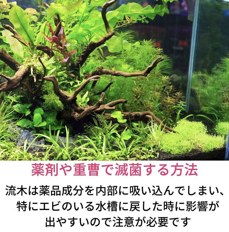 SmartTerra_JP's tweet photo. 「水カビ退治」 https://t.co/jEK7fj7Dbd