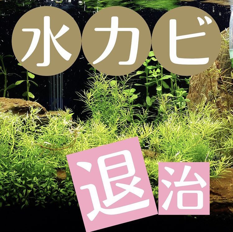 SmartTerra_JP's tweet photo. 「水カビ退治」 https://t.co/jEK7fj7Dbd