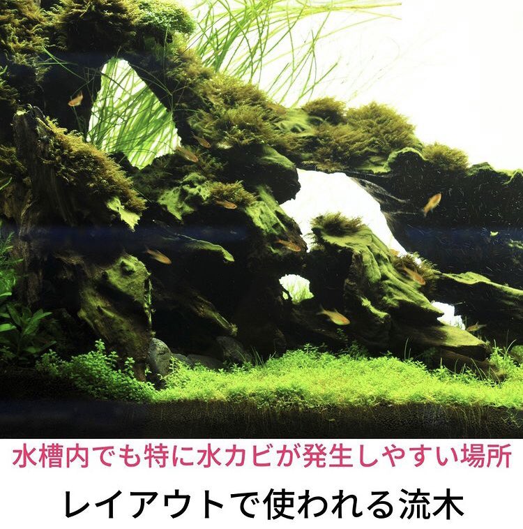 SmartTerra_JP's tweet photo. 「水カビ退治」 https://t.co/jEK7fj7Dbd
