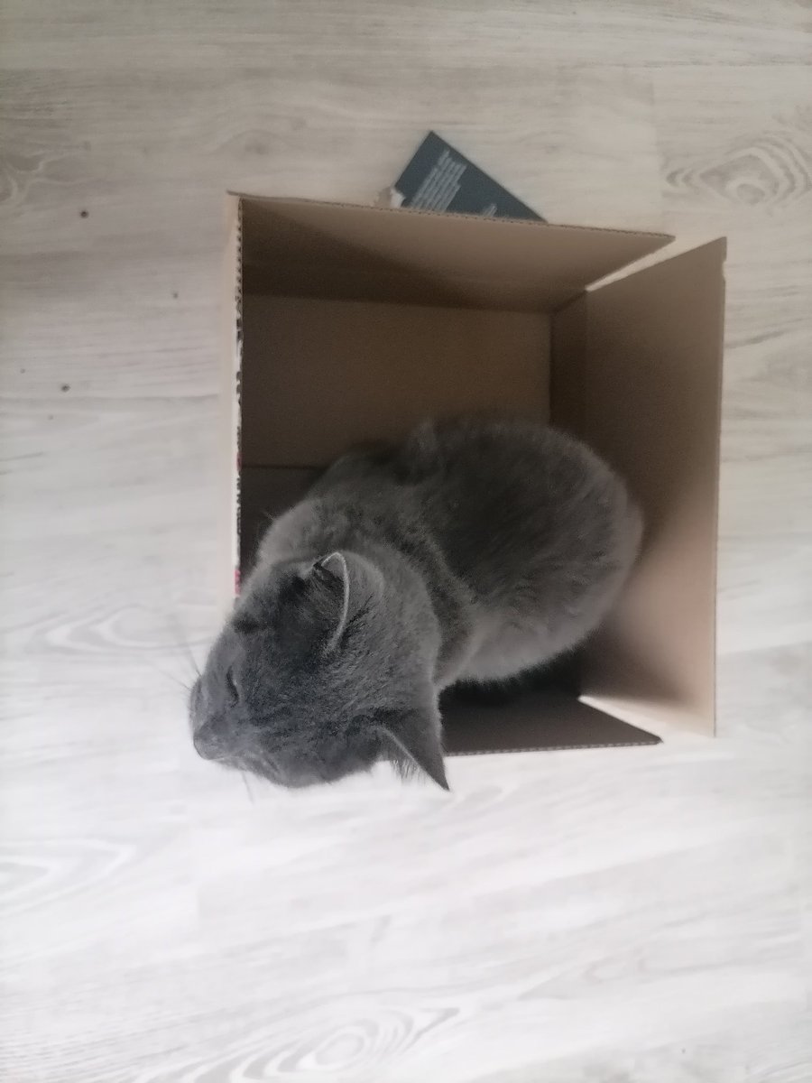 CrystalForest9's tweet photo. Yesterday was #tooztwtselfieday so have my cat in a box https://t.co/aq3iswmd0K