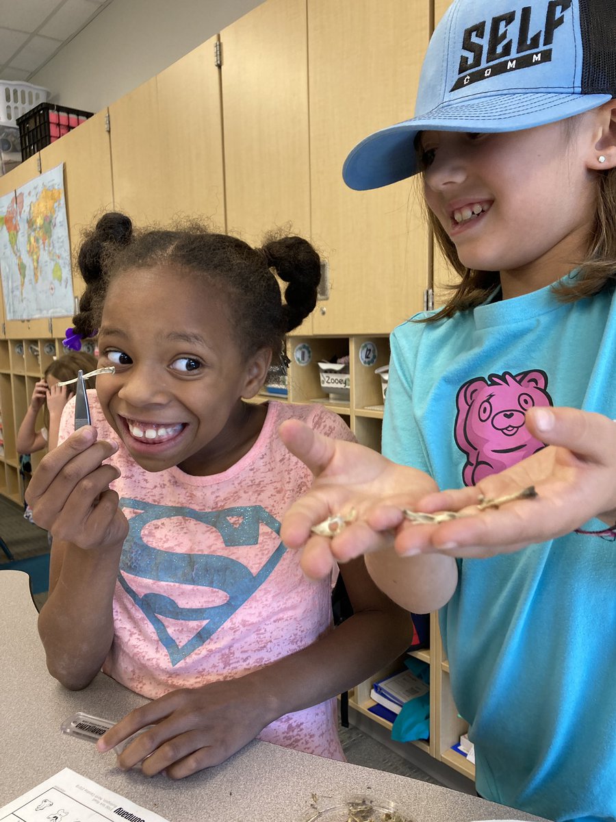 MsPGrade3's tweet photo. Owl pellet exploration day is one of my favorite days in 3rd grade! 🦉 https://t.co/6KZm0Imvk6