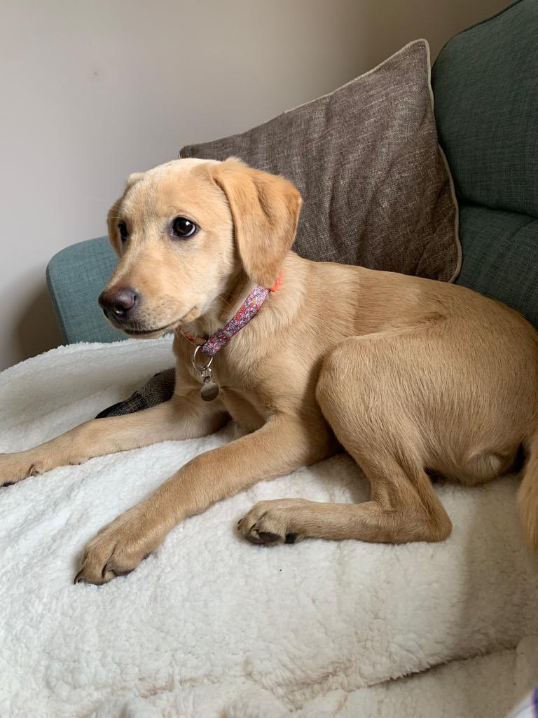 Pupdate - Honey is having a wonderful time at Grandma’s this weekend #schooldog #labrador