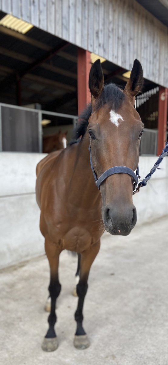BewleyRacing's tweet photo. WINNER 🥇 Hoganville made his stable debut a winning one under young conditional @conorrabbitt7 who gave him a well judged ride! Delighted for winning owner Victoria! #gohogan #brightandfreshthismorning https://t.co/jzchKInCLL