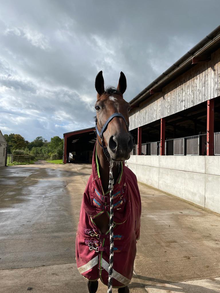 BewleyRacing's tweet photo. WINNER 🥇 Hoganville made his stable debut a winning one under young conditional @conorrabbitt7 who gave him a well judged ride! Delighted for winning owner Victoria! #gohogan #brightandfreshthismorning https://t.co/jzchKInCLL