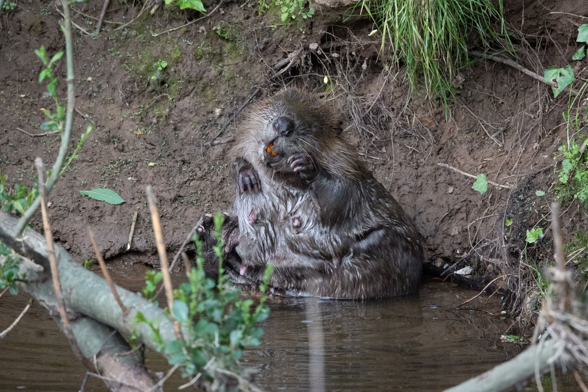 From today, the Eurasian beaver will be recognised as a native species in England and a European protected species. This is an important step in the conservation of beavers since their return to the wild following our successful River Otter Beaver Trial. (1/2)

📷 Frankie Mills