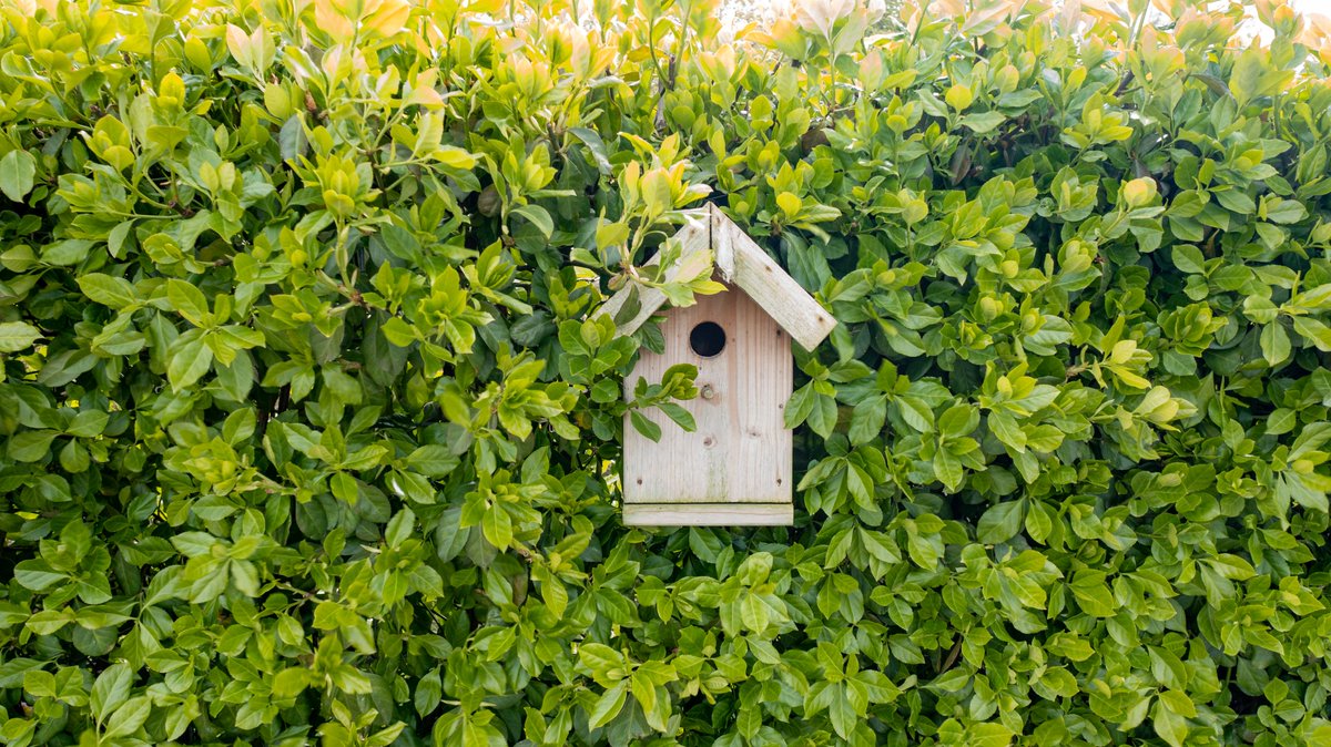 The Euonymus Green Screen is easy to install, provides an instant green result, and offers immediate privacy. It also encourages biodiversity in gardens or urban areas. Birds can also flourish here, particularly if a birdhouse is installed in the hedge. 💚🐝🐦 #biodiversity