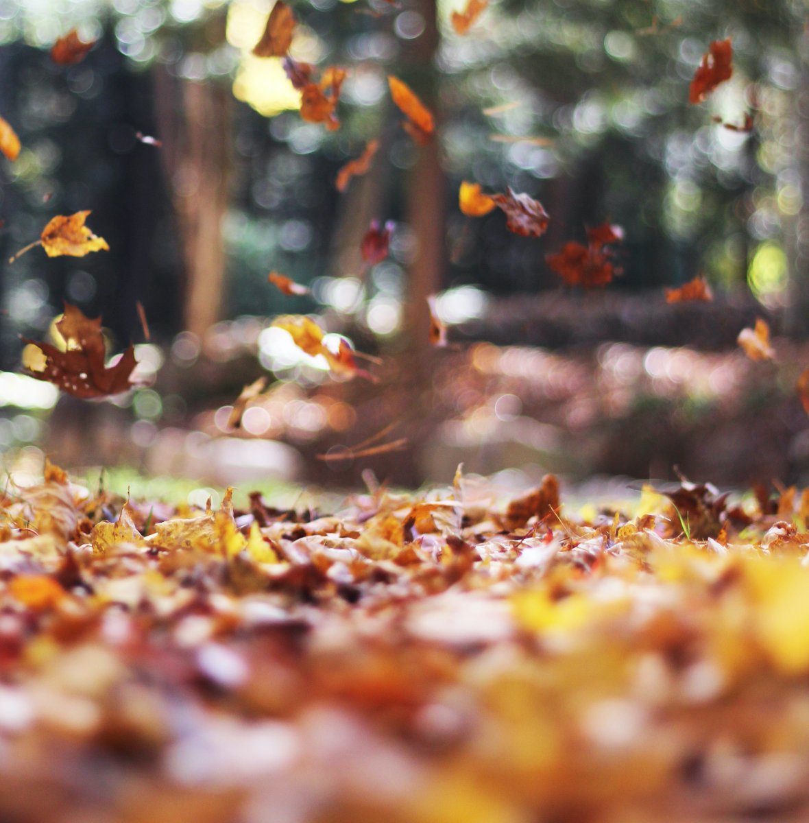 Cavendish Pavilion tweet media