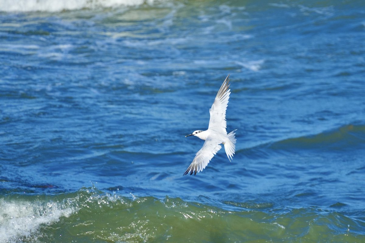 cirzh's tweet photo. #SandwichTern #AmberConservationStatus #terns #birds #birdwatching #nature #birdtwitter #TwitterNatureCommunity #BirdsSeenIn2022 #Skerries #Fingal ⁦@BWIFingal⁩ https://t.co/g03wgShjsF