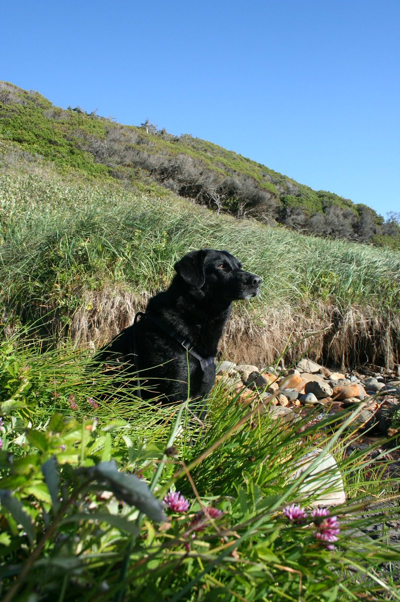colleen_paige's tweet photo. Happy National Black Dog Day! Did you know that black dogs are the least adopted from the shelter? Learn more! Follow @NatlBlackDogDay on Twitter! ADOPT! 🐕‍🦺🖤🐾 
#blackdogday #worldblackdogday #nationalblackdogday https://t.co/g9ZAv7sIi4