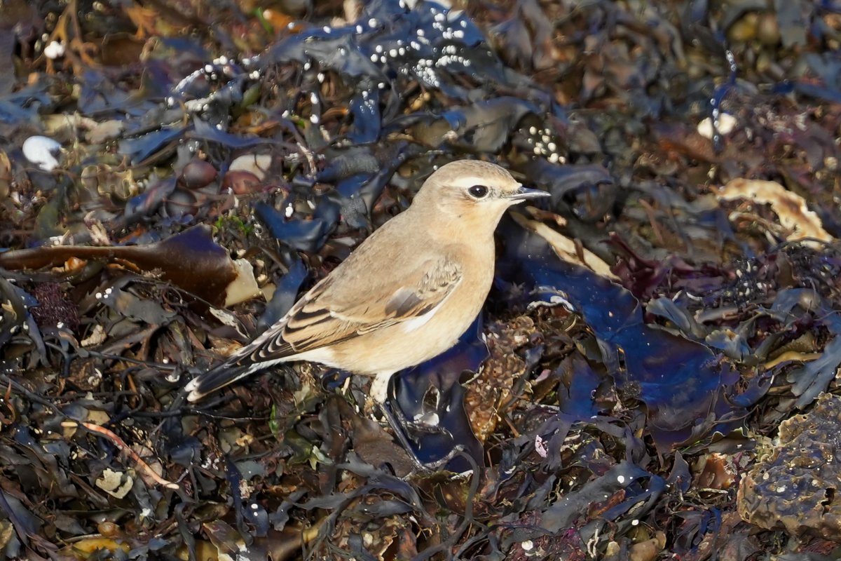 cirzh's tweet photo. #Wheatear #AmberConservationStatus #chats #birds #nature #birdtwitter #TwitterNatureCommunity #birdwatching ⁦@BWIFingal⁩ #Skerries #Fingal #BirdsSeenIn2022 https://t.co/zT9Wj4QAaV