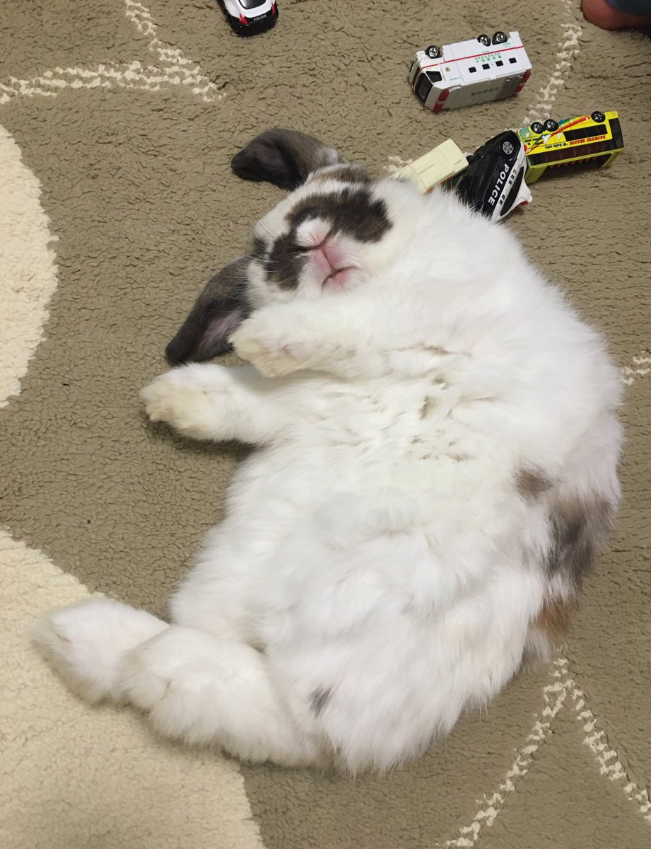 omochi_and_milk's tweet image. 起きない…🚓