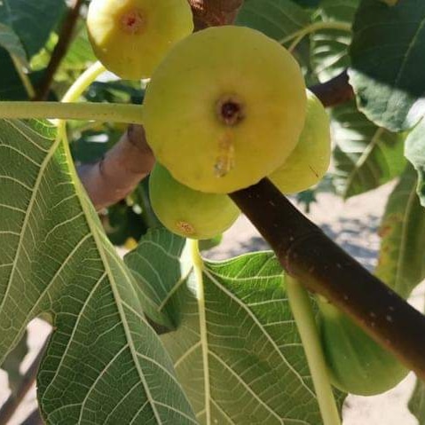 GreenLifeFiere's tweet photo. Quest'anno a #expocasatorino2022 presso l'area espositiva Green Life - Lo stile di vita sano troverai un mondo dedicato alle #olive, ai #fichi e al #MoscatoSaracena grazie alle proposte di Azienda Agricola Antica Tenuta Ferrara
#green #greenlife #greenlifiere https://t.co/ePzteZIy28