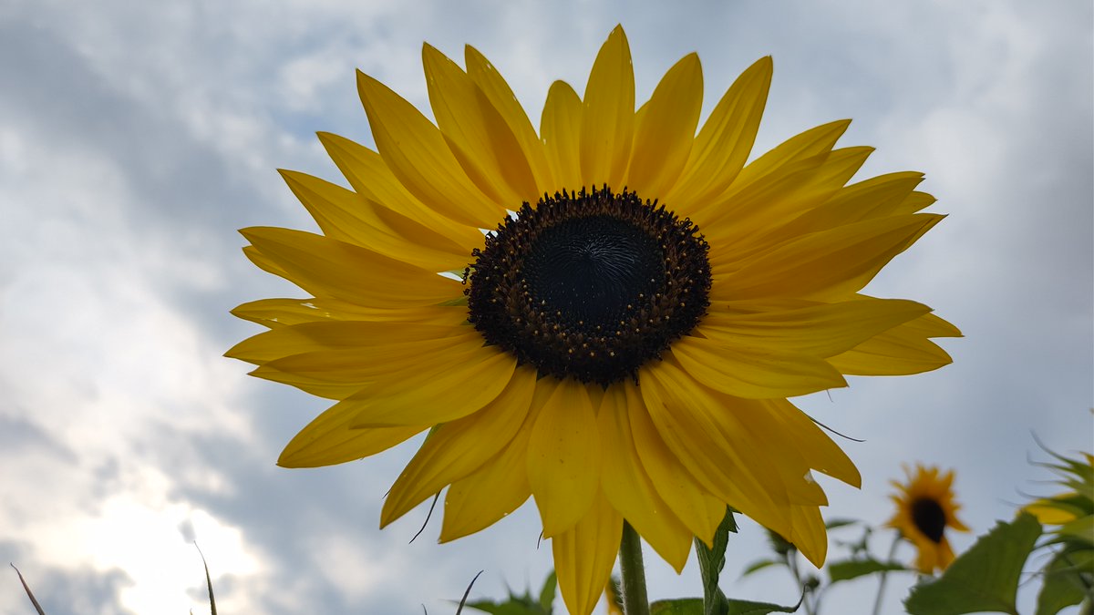DORTMUND_DAILY's tweet photo. Politik in #Dortmund
#Ukraine #UkraineDO
🇺🇦💙💛
#StandWithUkraine
Aus aktuellem Grund nach den gestrigen Ereignissen: Symbolfoto
Foto: @DORTMUND_DAILY 13/09/22/DO
Info: "Die Ukraine hat die Sonnenblume als Nationalpflanze."
https://t.co/bwn4E6sKoG https://t.co/4BleAxwuuW