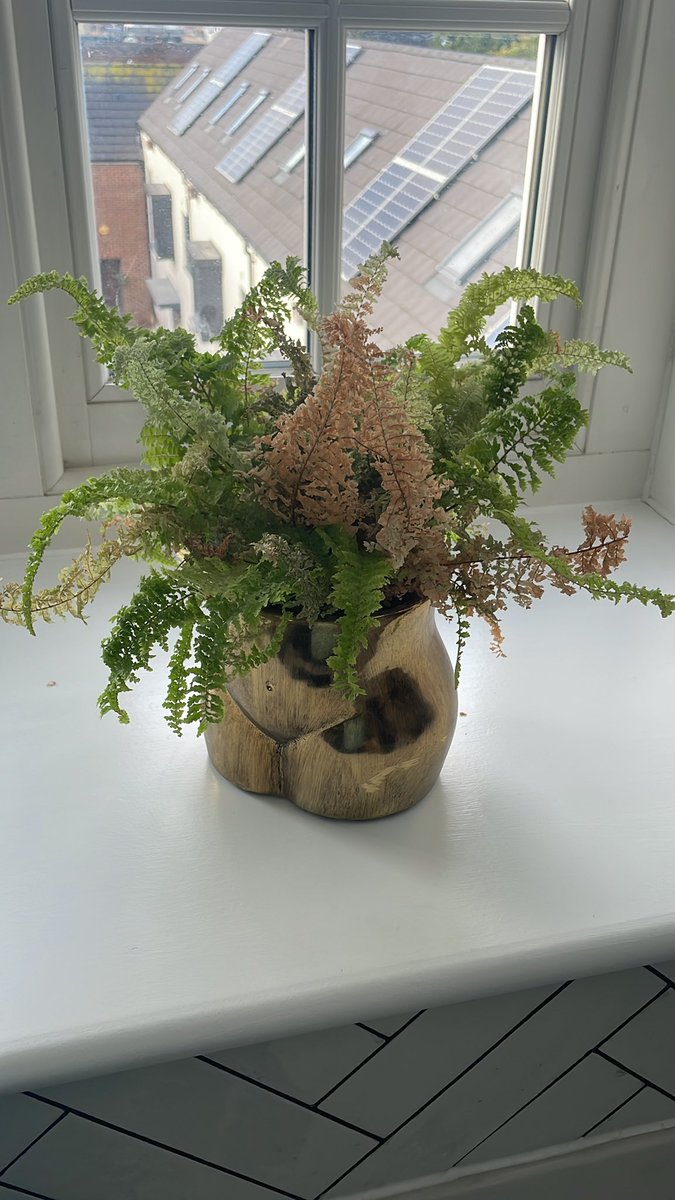Twitter! Is my fern (if that’s what it is) dead / terminal? Can it be rescued? 😬😬😬