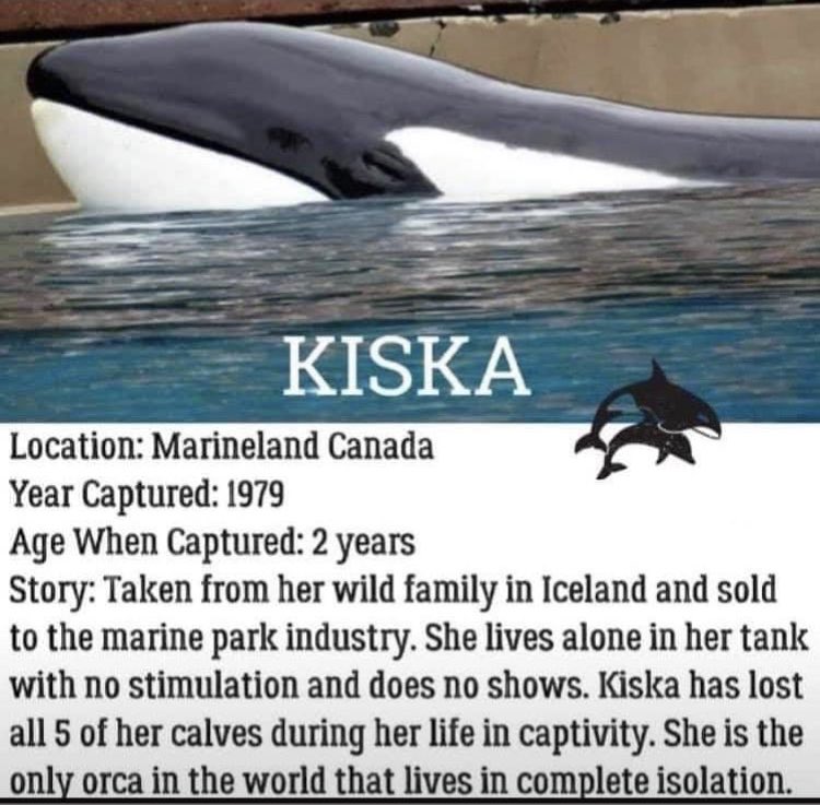 On this day 43 years ago, Kiska the orca was captured in Iceland and sold to Marineland Canada. She has since watched all of her tank mates die, including all five of her calves.  She is now in complete isolation, drugged daily and swims endless circles awaiting death. #FreeKiska