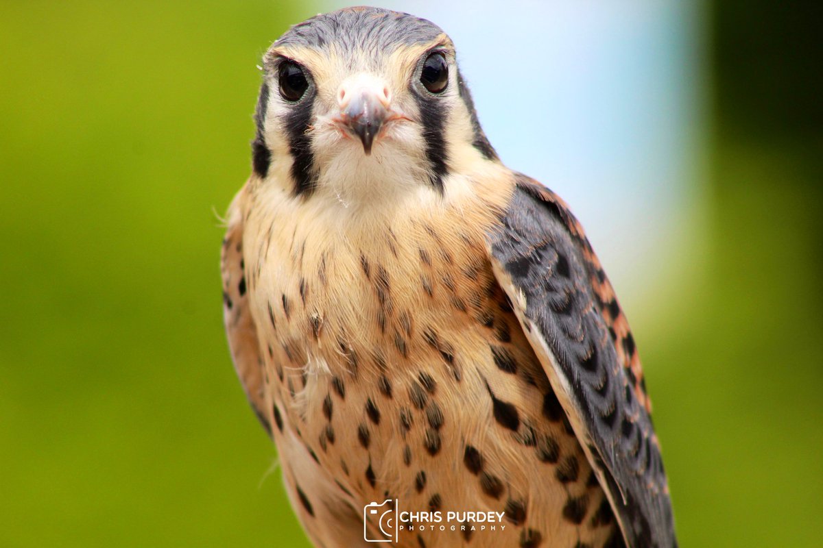 The Stunning American Kestrel 🦉

Taken @suffolkowls 📸

#AmericanKestrel #Kestrel #SuffolkOwlSanctuary #BirdOfPrey #OwlSanctuary #Suffolk #Nature #birdphotography #BirdsSeenIn2022 #wildlifephotography #photography #BlackettMusic #rtitbot #365DaysWild #WaytoWild 

@ThePhotoHour