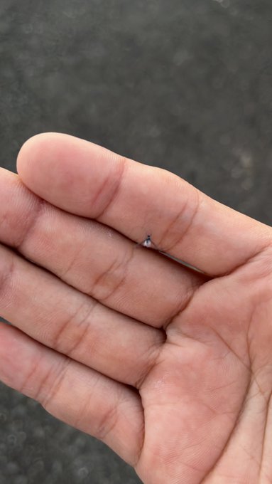 雪虫さん おばんです 