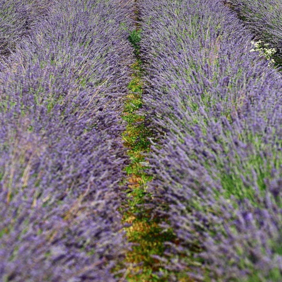 GreenLifeFiere's tweet photo. Tra la natura e i campi di lavanda la Società Agricola Racca ha delle belle novità. 
Vieni a scoprirle anche tu a #expocasa2022 presso l'area espositiva Green Life - Lo stile di vita sano sano
#lavanda #cosmesinaturale #campidilavanda #green #greenlife #greenlifefiere https://t.co/Yl0Q5eZDcF