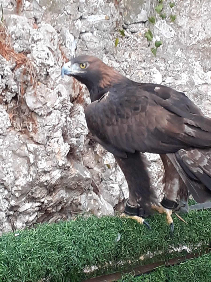 While Gibraltar Ornithological & Natural History Society - GONHS work at the Jew's Gate Field Centre  their Raptor Unit set up at Tovey Cottage 😊💚🦉🦅
#gohns #raptorunit #toveycottage #EuroBirdwatch #jewsgatefieldcentre #gibnaturereserve @gonhsgib