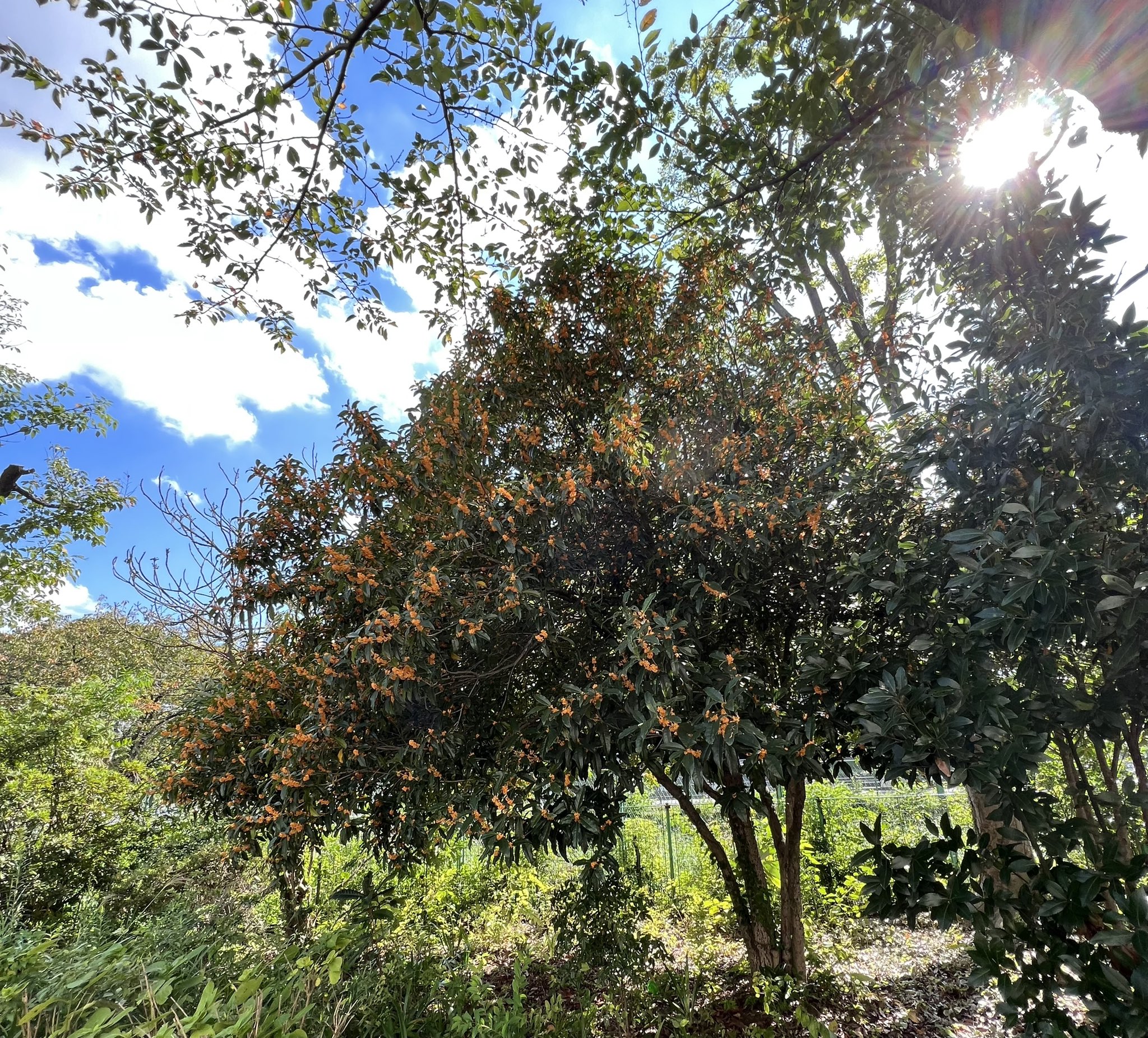 東京都立光丘高等学校 on Twitter